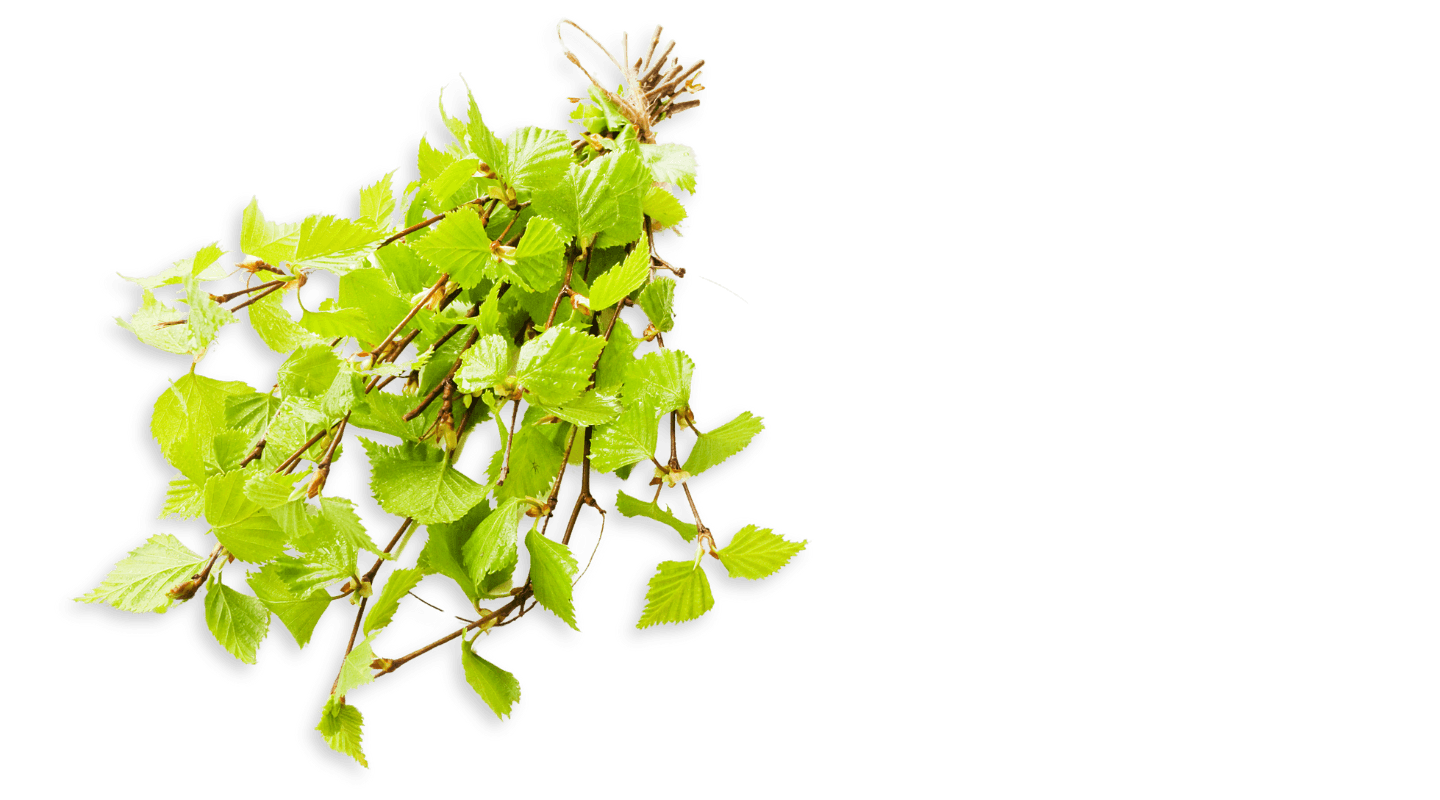 En kvist med färska björklöv som är en vanlig orsak till pollenallergi.