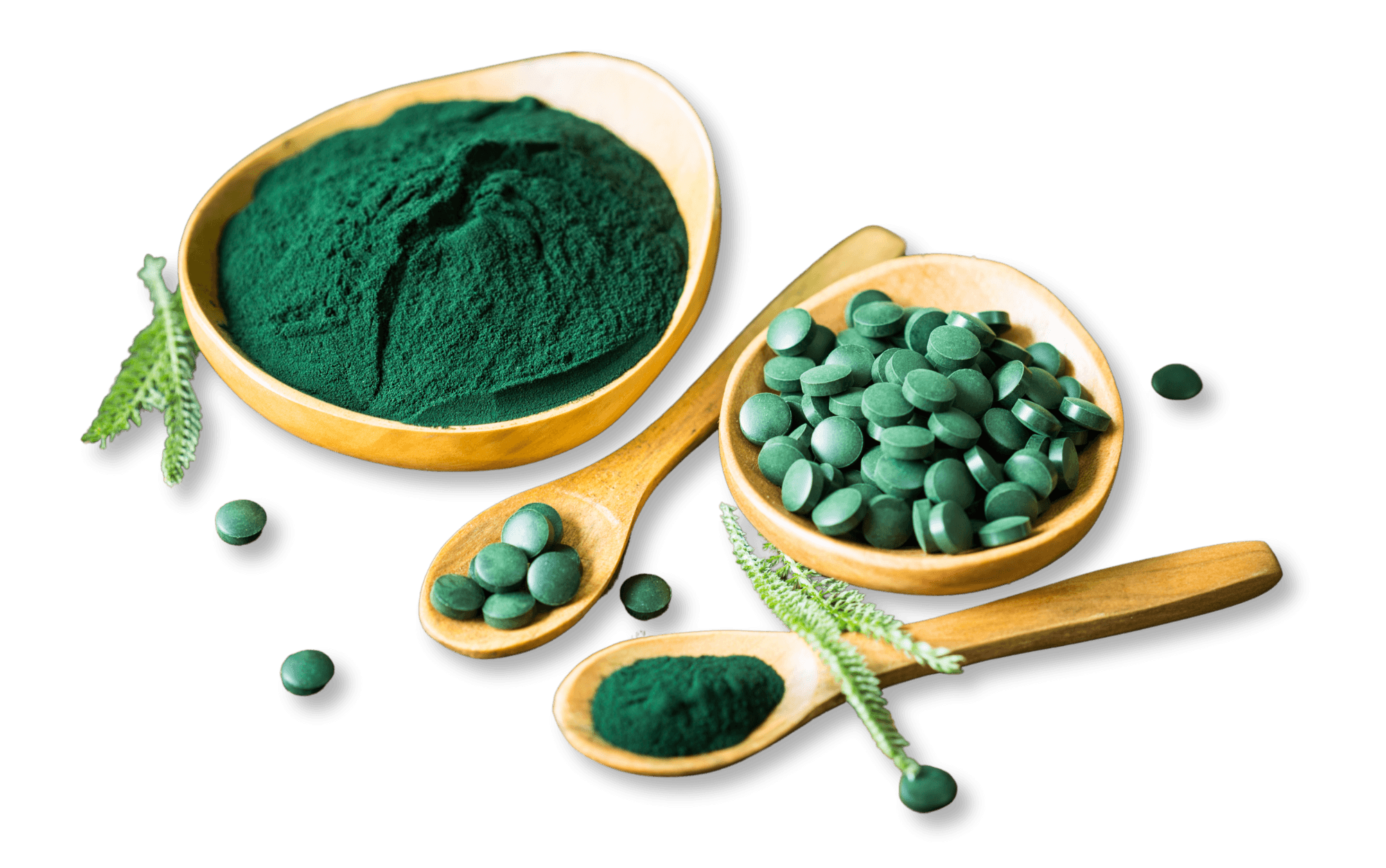 chlorella