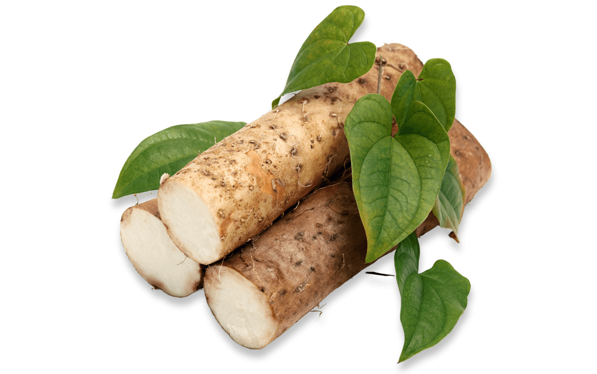 Wild Yam