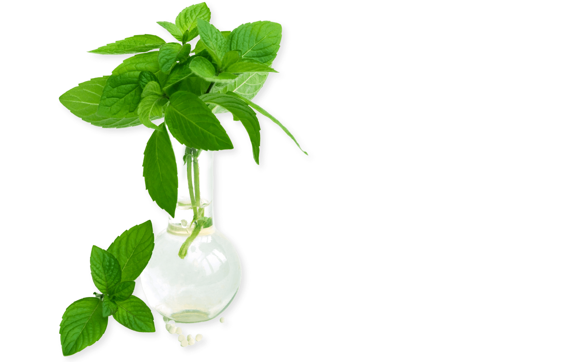 En växt med gröna blad i en vas som symboliserar homeopati.